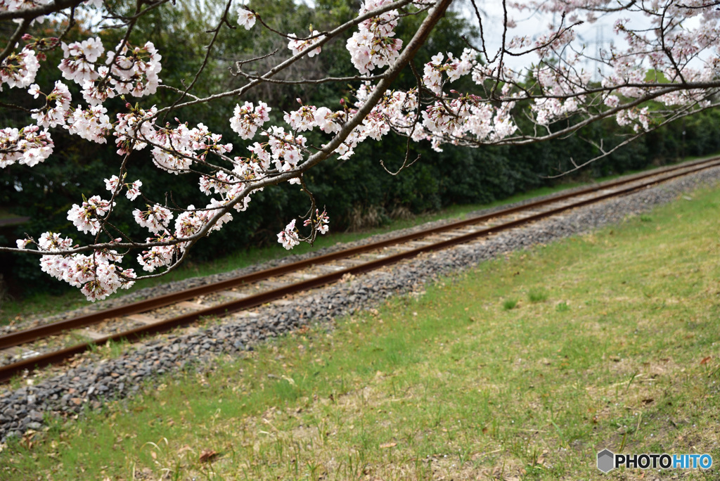 桜と線路