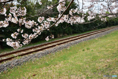 桜と線路