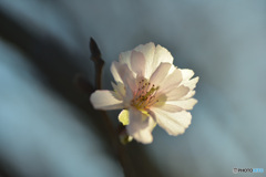 冬,桜　②