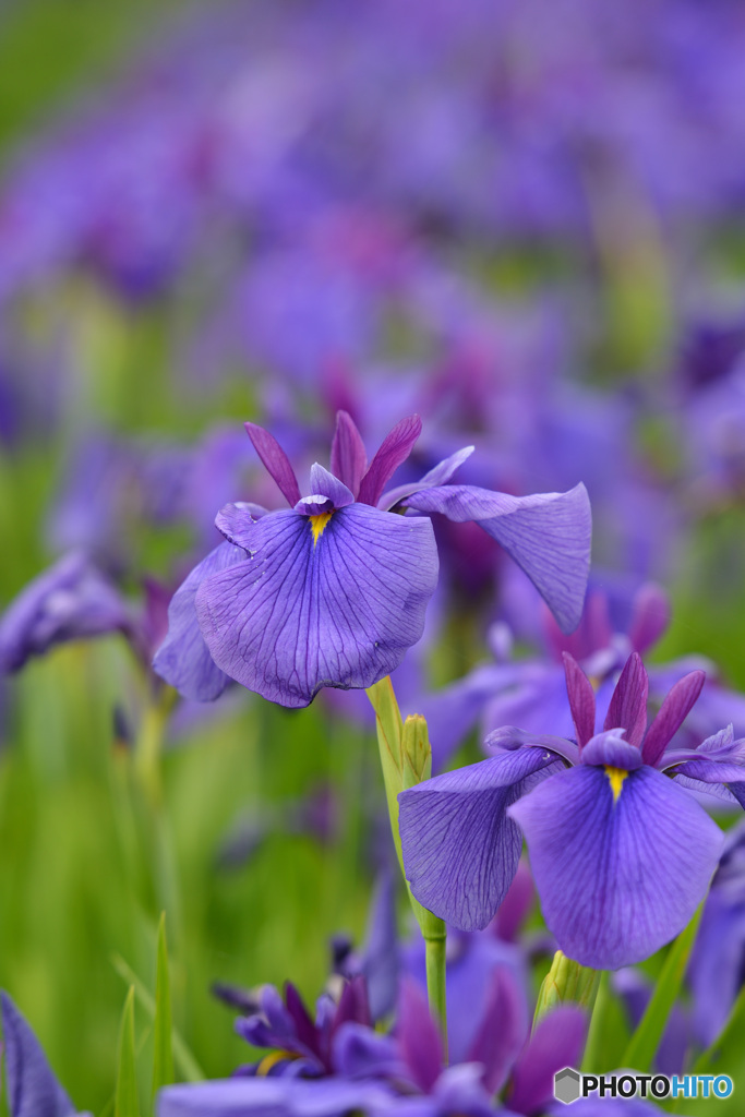 花菖蒲