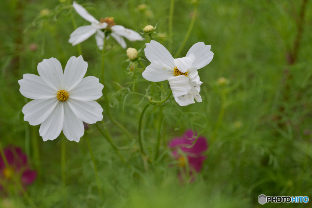 コスモス