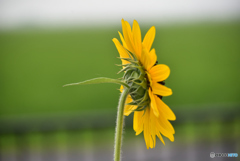 横からすみません