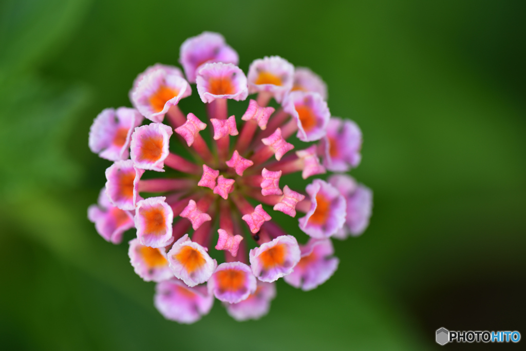 花壇の花火