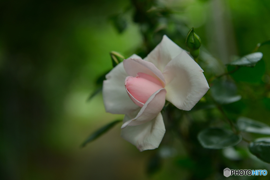 薔薇