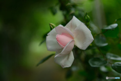 薔薇