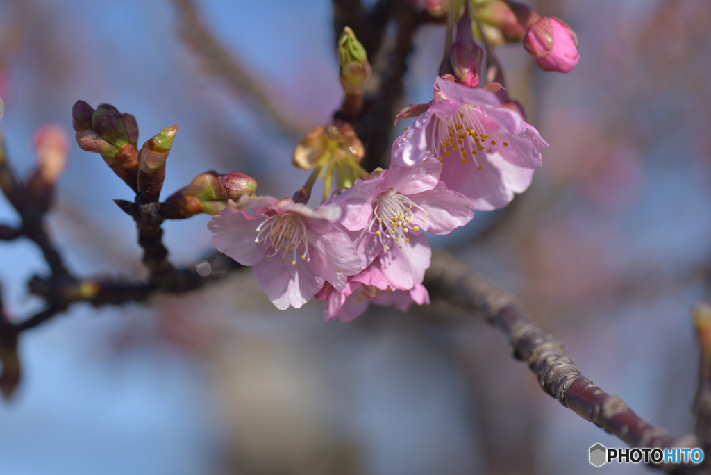咲き始めたさくら