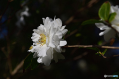 山茶花（白）