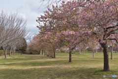 桜咲く公園