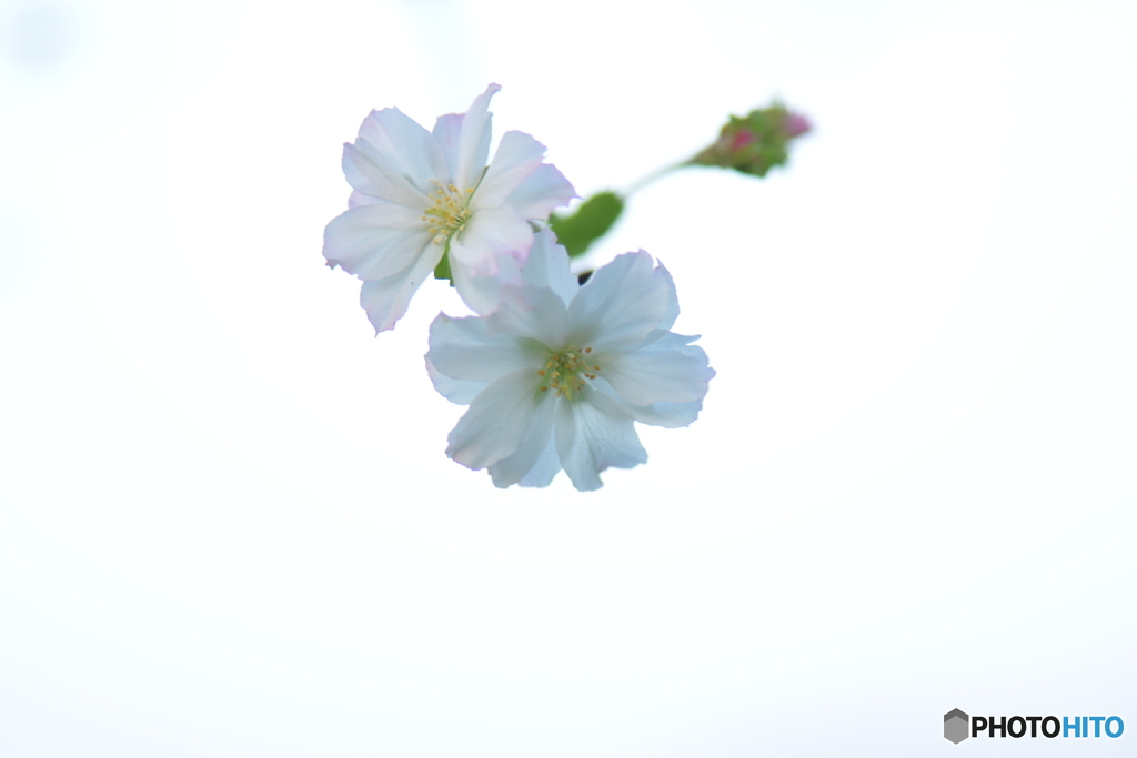 9月の桜