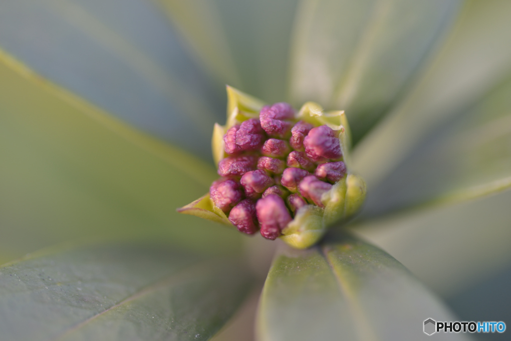 春を待つ沈丁花