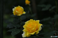 黄色い薔薇