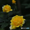 黄色い薔薇