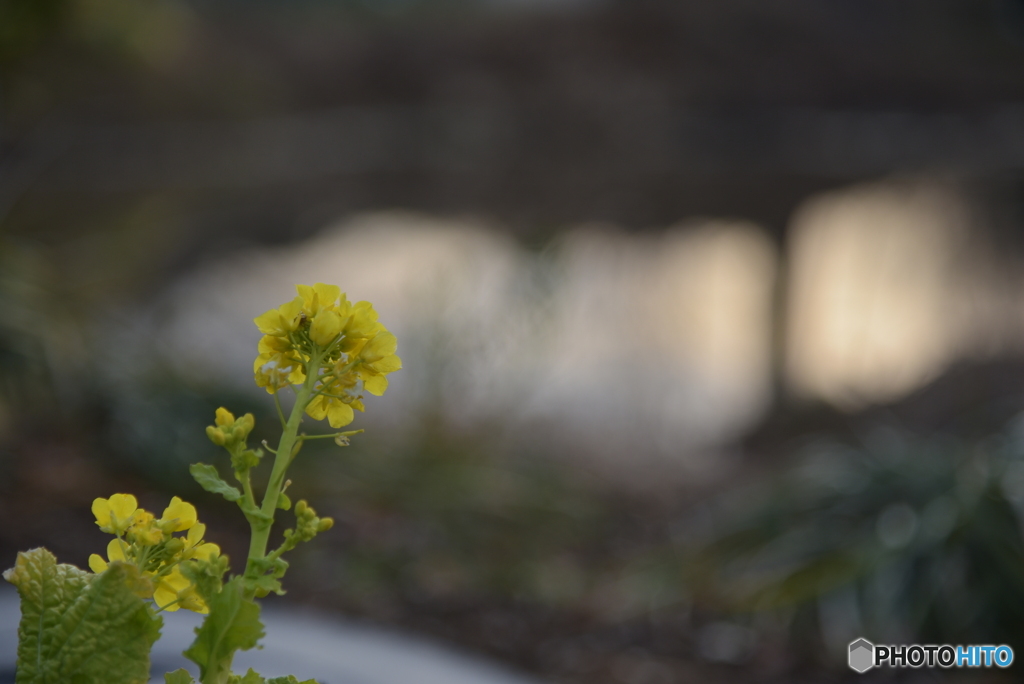 菜の花