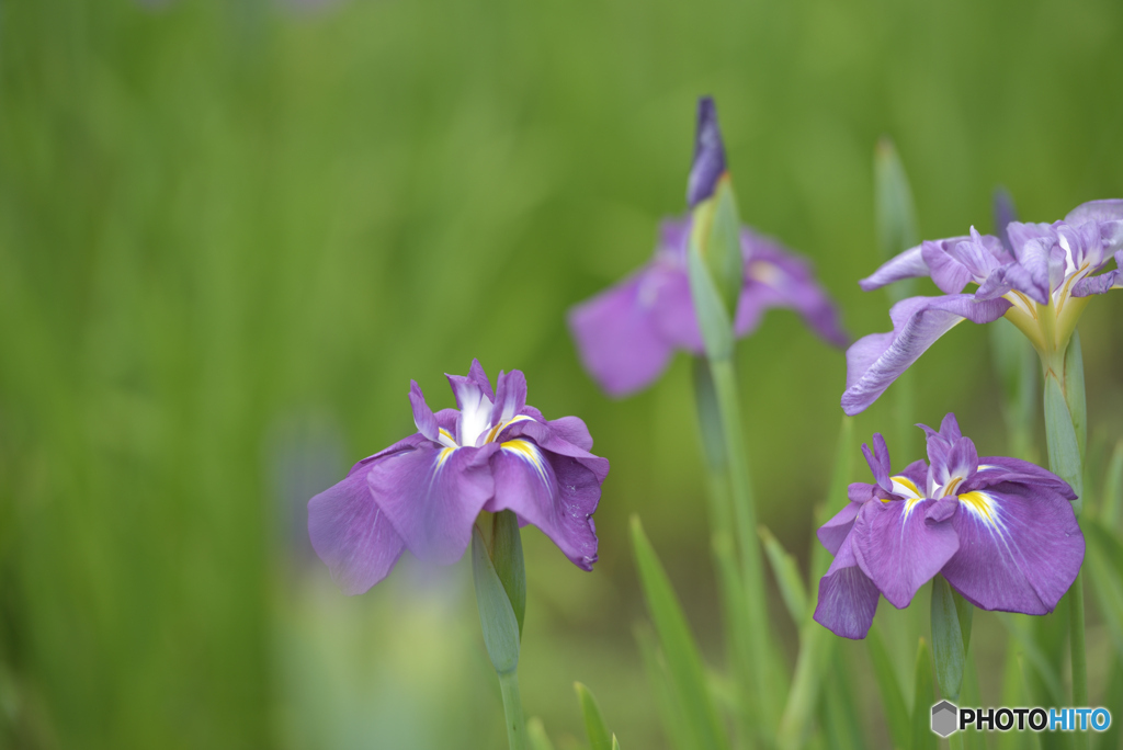 花菖蒲 ～③