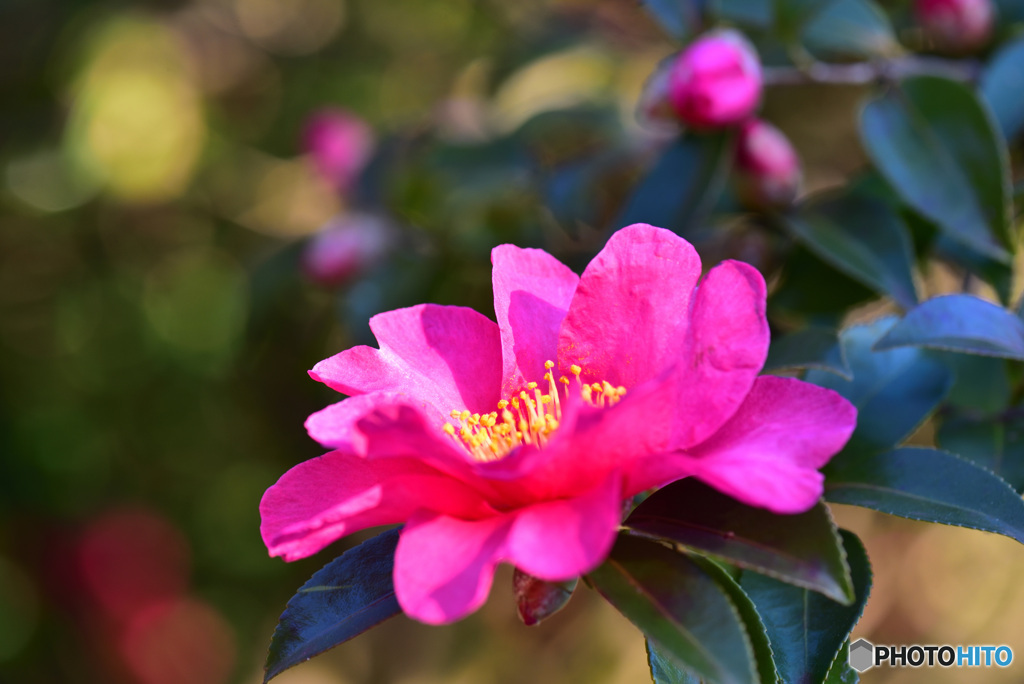 山茶花