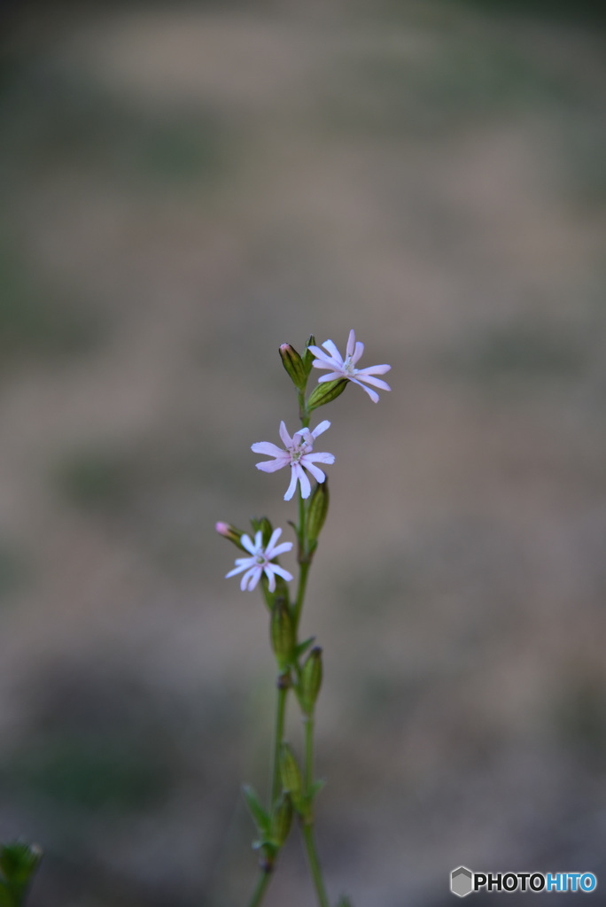 道端の花②