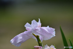 DSC_2073花菖蒲