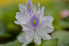 ホテイアオイの花