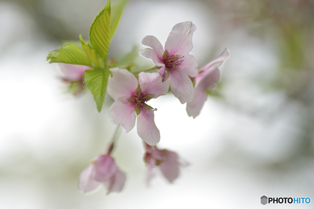 桜、終わる頃　① 