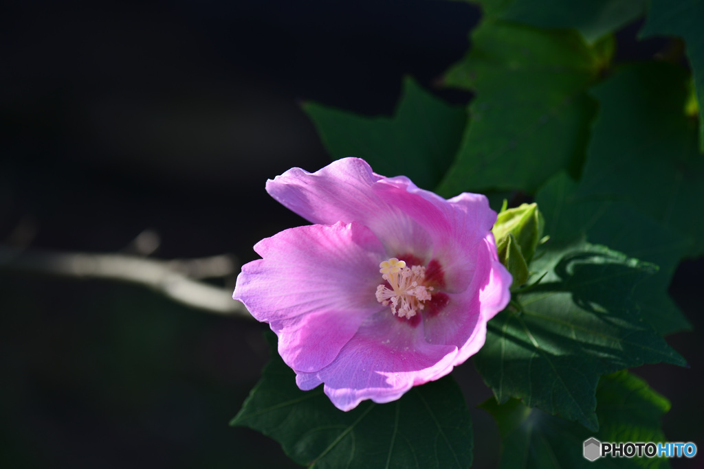 芙蓉　？
