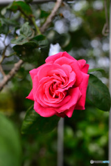 薔薇