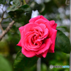 薔薇