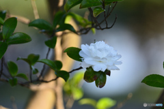 山茶花　白　