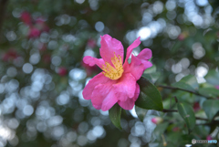 山茶花②