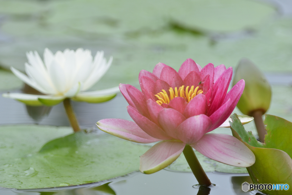 紅白のスイレン