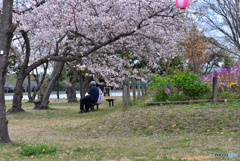 サクラの木の下で