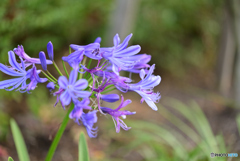 秋に、この花～?