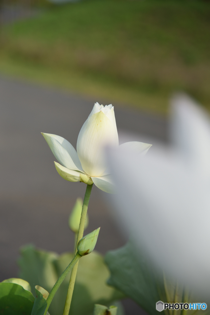 花越しに咲く