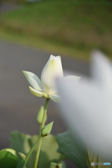 花越しに咲く