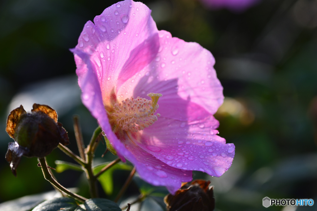 芙蓉？？