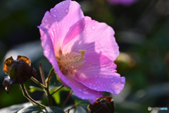 芙蓉？？