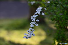 ユキヤナギ　③