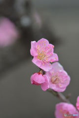 紅梅