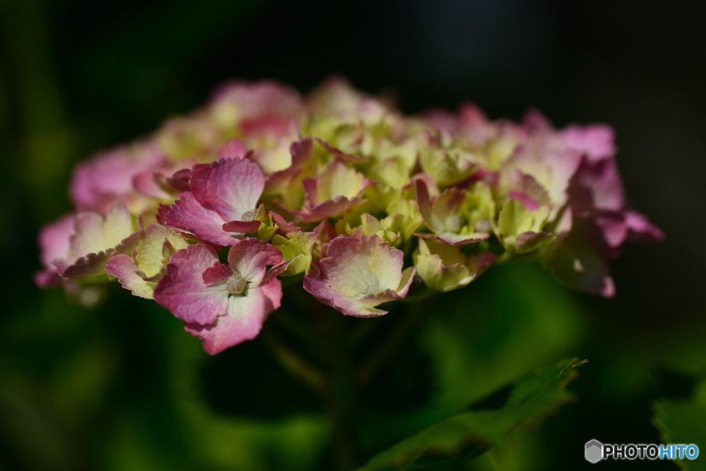 紫陽花