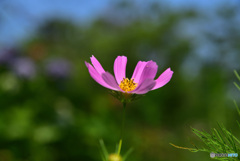 秋桜