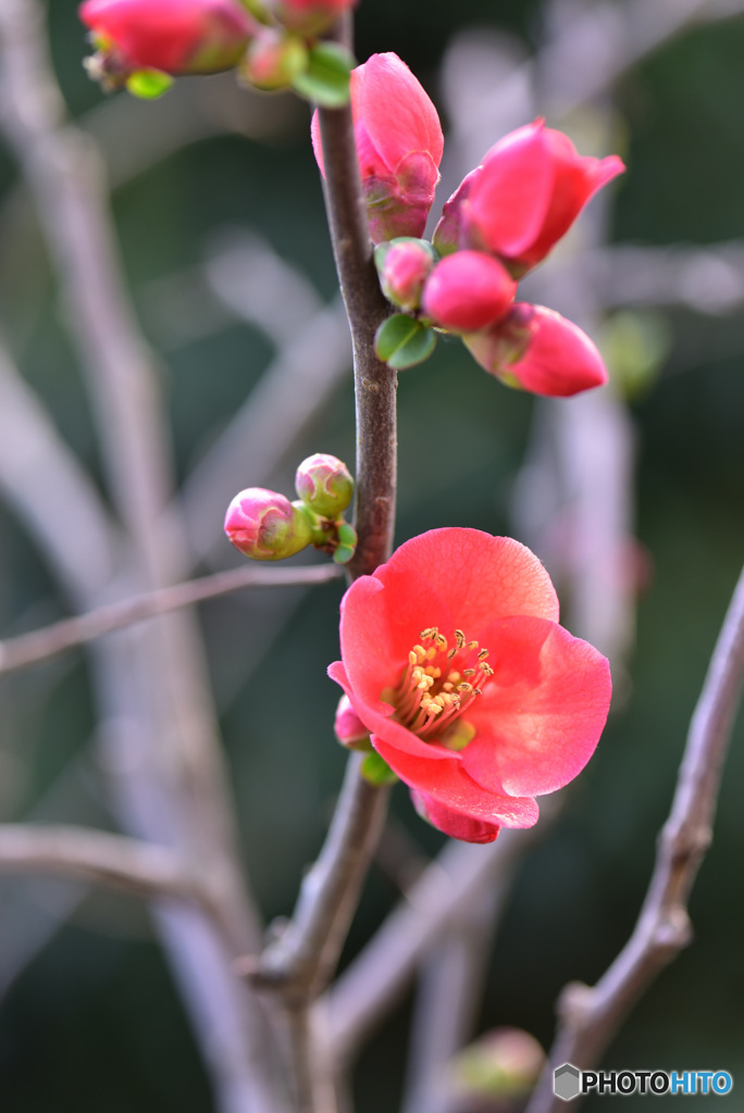 木瓜