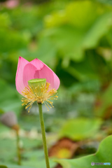 花びら落ちたね