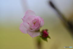 私は桜、でも気持ちはバラ