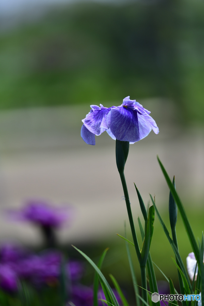 花菖蒲