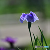 花菖蒲