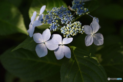 木漏れ日を頂いて