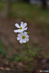 秋桜
