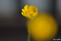 プランターの花
