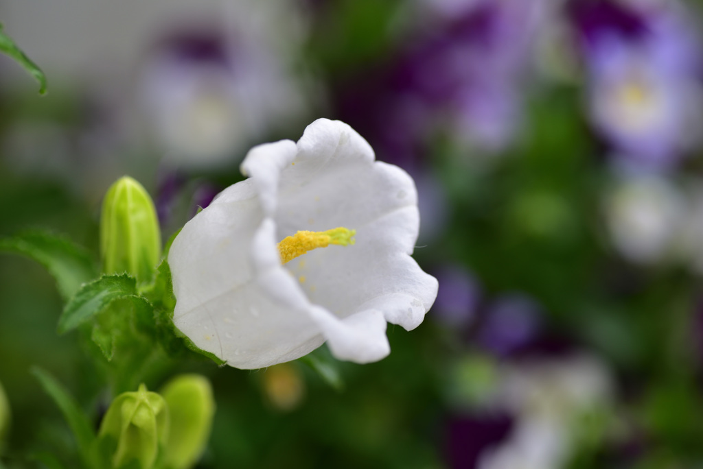 花壇の花
