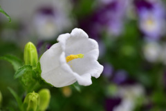 花壇の花