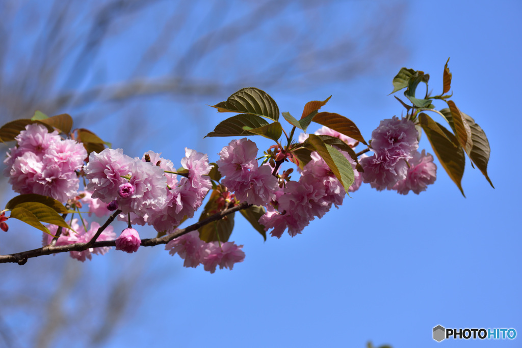 八重桜